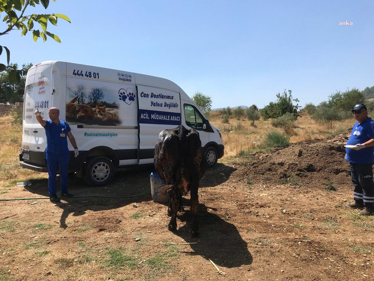 Muğla\'da çiftlik yangınında yaralı hayvanlara müdahale edildi