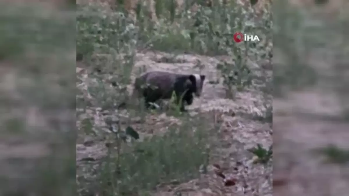 Muğla\'da nesli tükenme tehlikesi altında olan porsuk görüntülendi