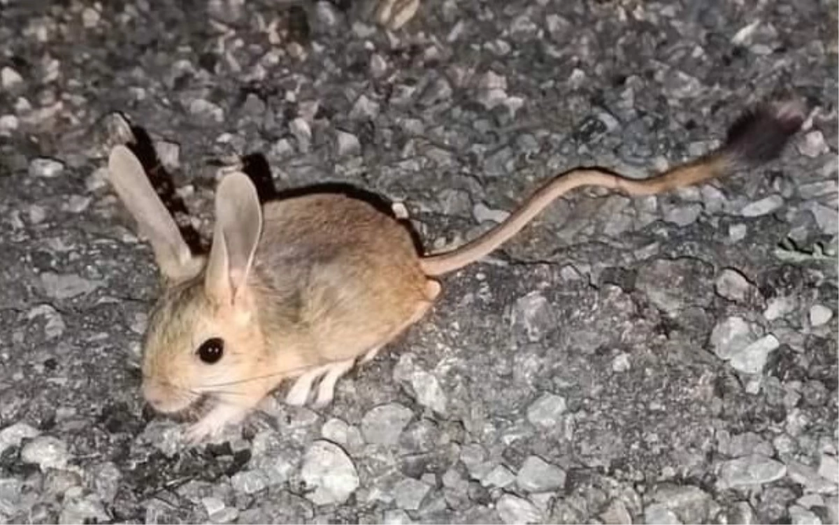 Nesli tükenmekte olan Arap tavşanı Erzincan\'da görüntülendi