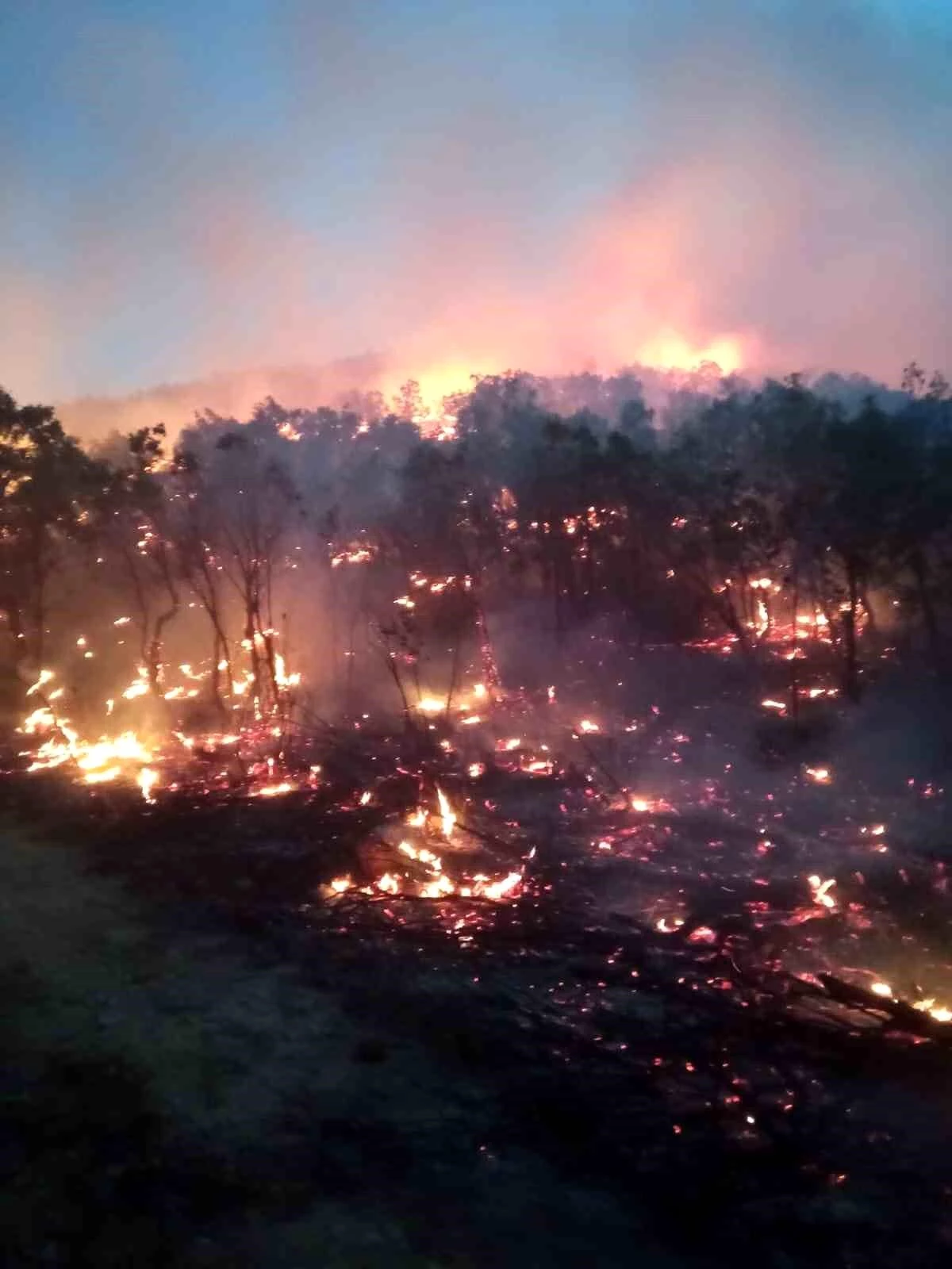 Siirt\'teki Orman Yangını İçin Destek Talep Edildi