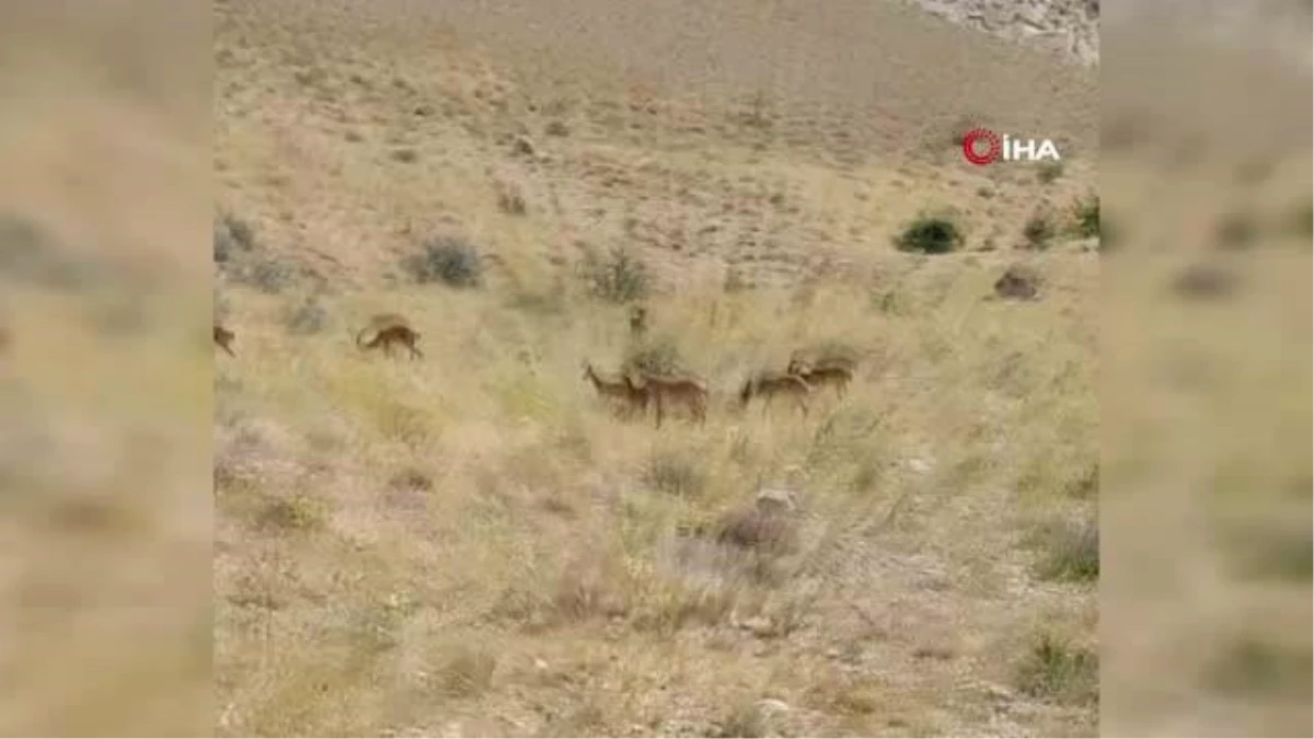 Sürü Halindeki Dağ Keçileri Gürün\'de Görüntülendi