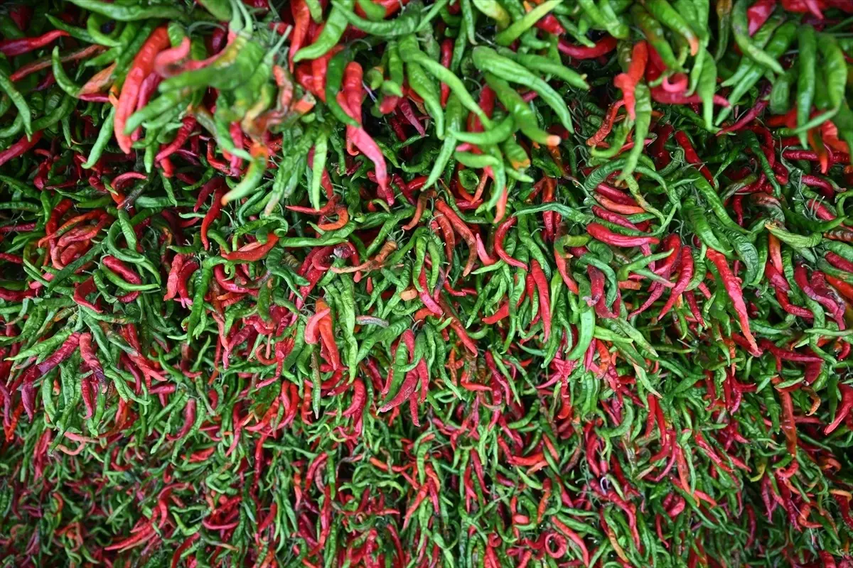 Edirne\'de Karaağaç biberi kurutma mesaisi başladı