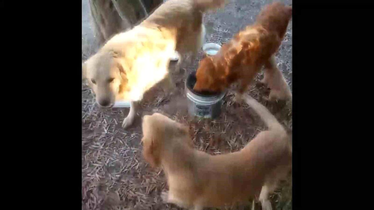 Denizli\'de Okulun Maskotu Haline Gelen Köpekler Çalındı