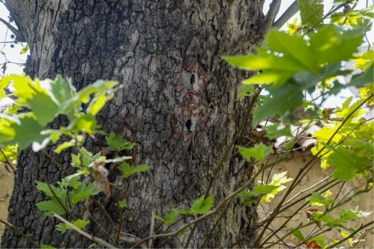 Antalya\'da Ağaçlardaki Deliklerin Nedeni Turunçgil Uzun Antenli Böceği