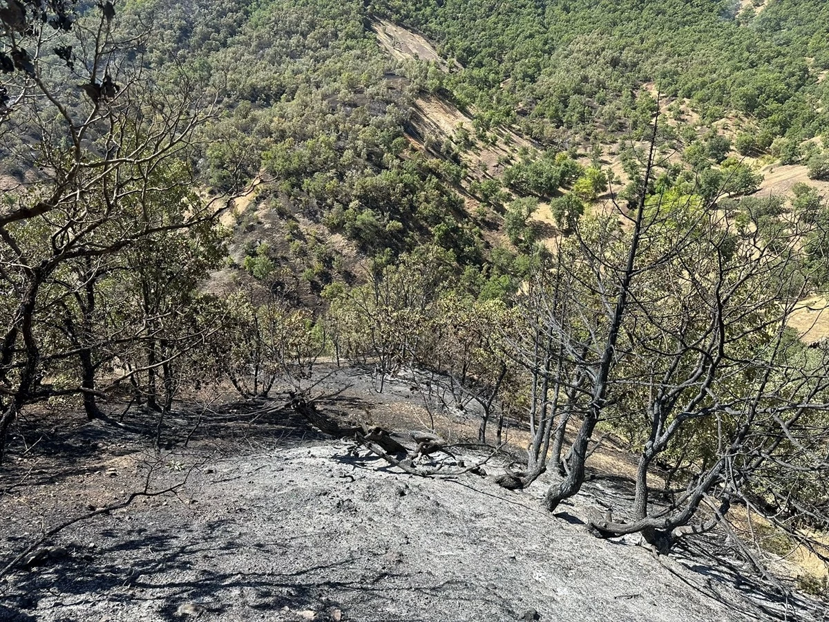 Bingöl\'ün Genç ilçesinde çıkan orman yangını kontrol altına alındı