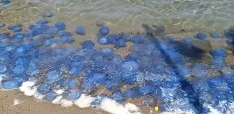 Foça sahillerinde denizanası yoğunluğu! Tatilciler ve balıkçılar isyan ediyor