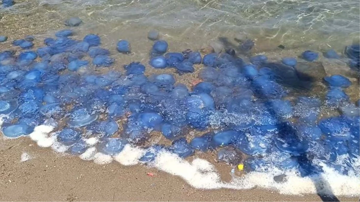 Foça sahillerinde denizanası yoğunluğu! Tatilciler ve balıkçılar isyan ediyor
