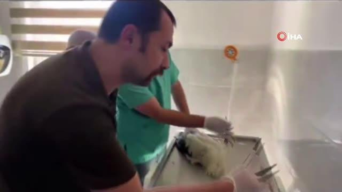 Güç sırasında yaralanan leyleklerin tedavisi tamamlanarak doğaya salındı