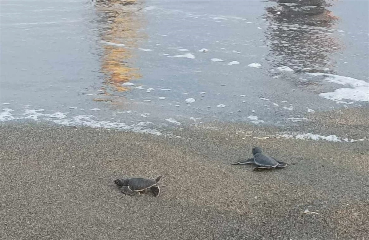 Samandağ\'da Yumurtadan Çıkan Deniz Kaplumbağaları Yavruları Denize Ulaştı