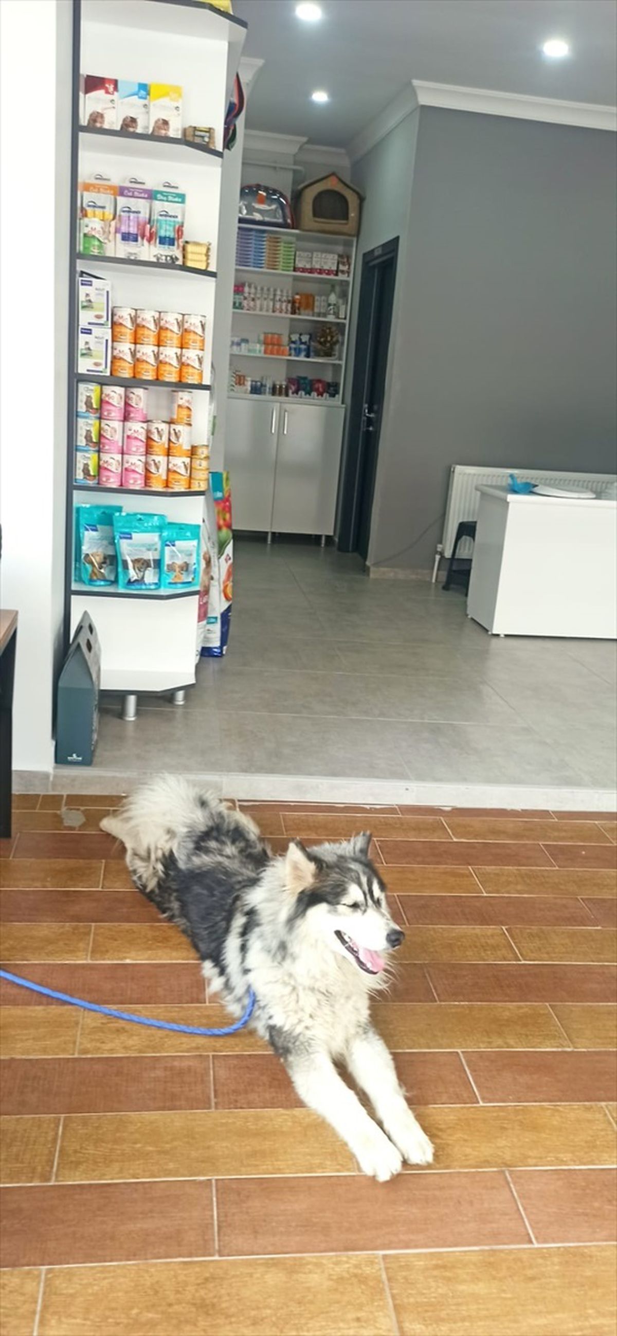 Esenyurt'ta kaybolan köpek 213 kilometre uzaklıktaki Keşan'da bulundu