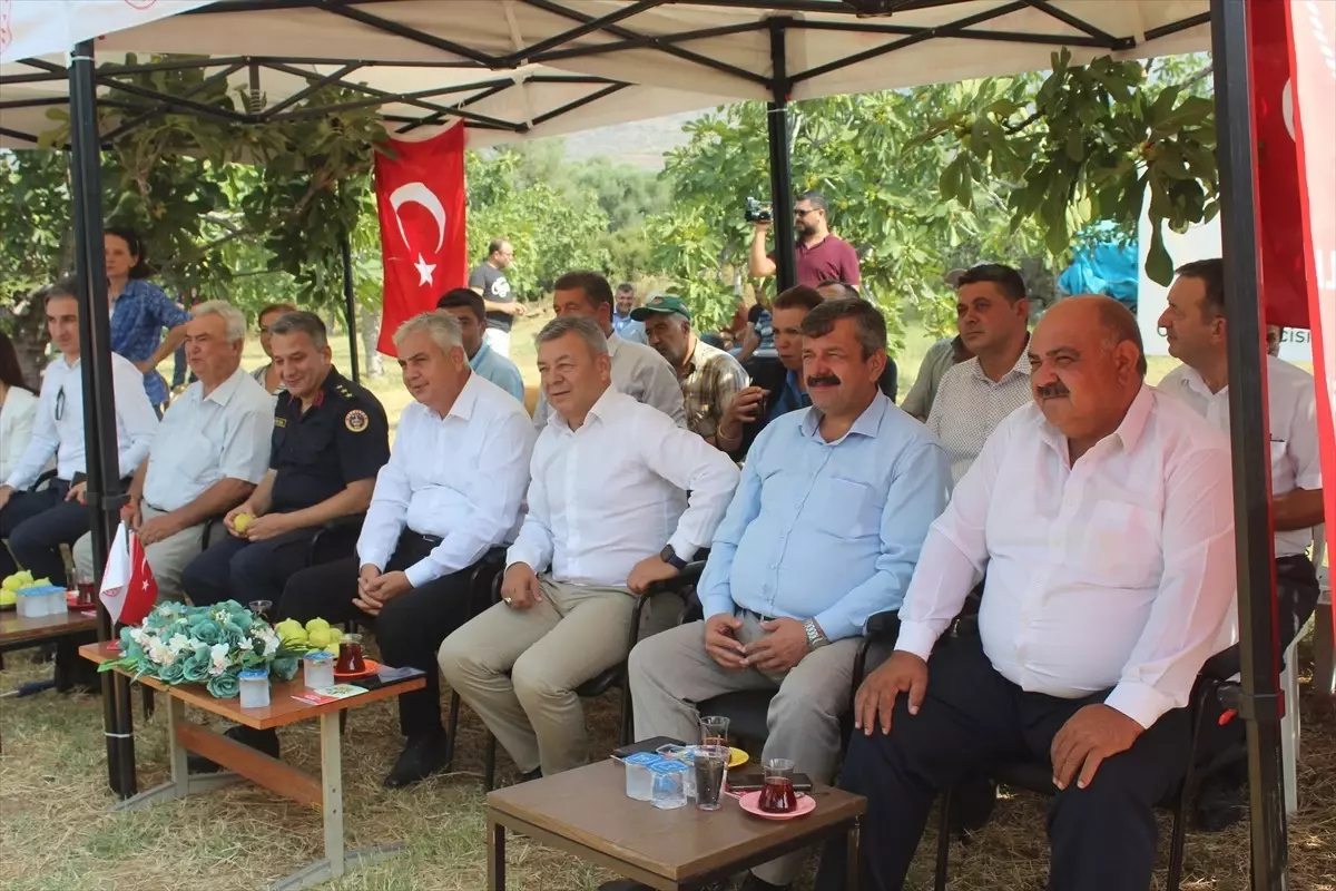 İzmir\'de organik incir hasadı başladı