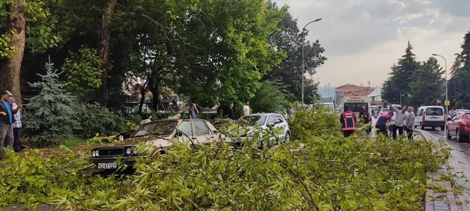 Kırılan çınar ağacının dalları park halindeki araçlara zarar verdi