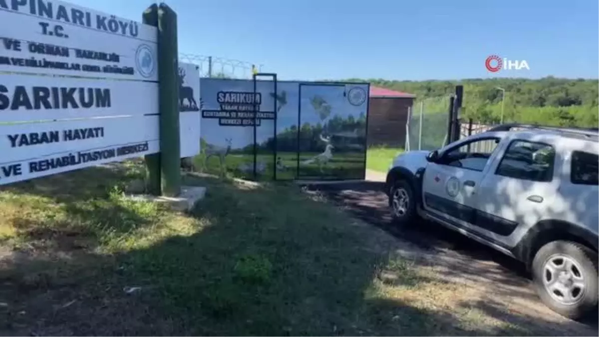 Leylek yavruları tedavi edilerek doğaya salındı