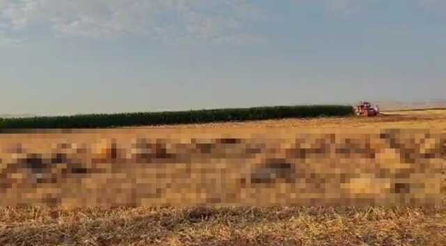 Mardin'de 80 Küçükbaş Hayvan Su İçtikten Sonra Telef Oldu Mardin'de 80 Küçükbaş Hayvan Su İçtikten Sonra Telef Oldu