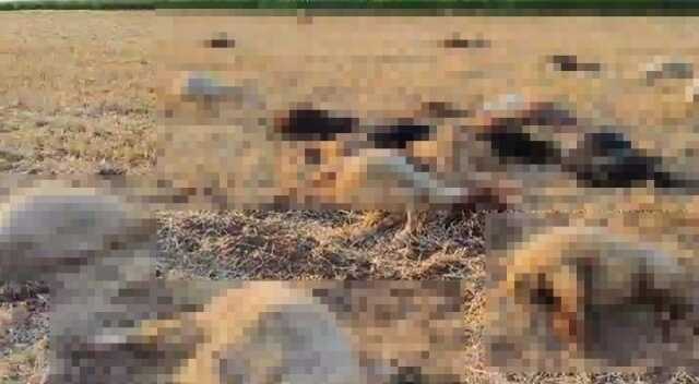 Mardin'de 80 Küçükbaş Hayvan Su İçtikten Sonra Telef Oldu Mardin'de 80 Küçükbaş Hayvan Su İçtikten Sonra Telef Oldu