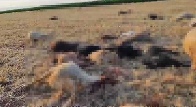 Mardin'de 80 Küçükbaş Hayvan Su İçtikten Sonra Telef Oldu Mardin'de 80 Küçükbaş Hayvan Su İçtikten Sonra Telef Oldu