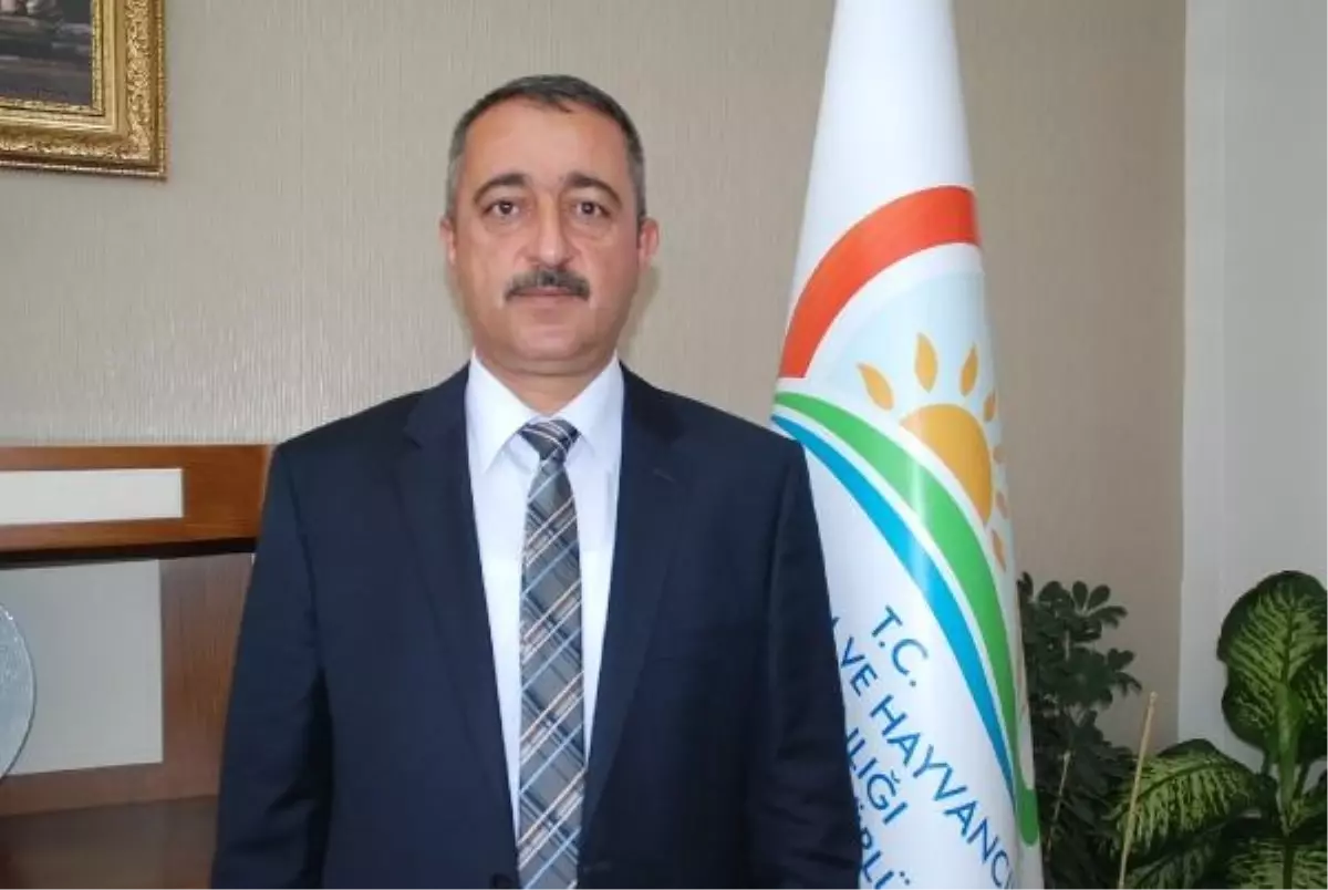 Niğde'de Gala Cinsi Erkenci Elma Hasadı Başladı