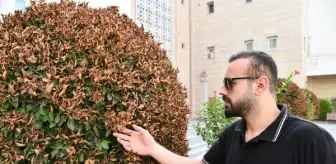 Osmaniye'de Sıcak Hava Bitkilere Zarar Verdi
