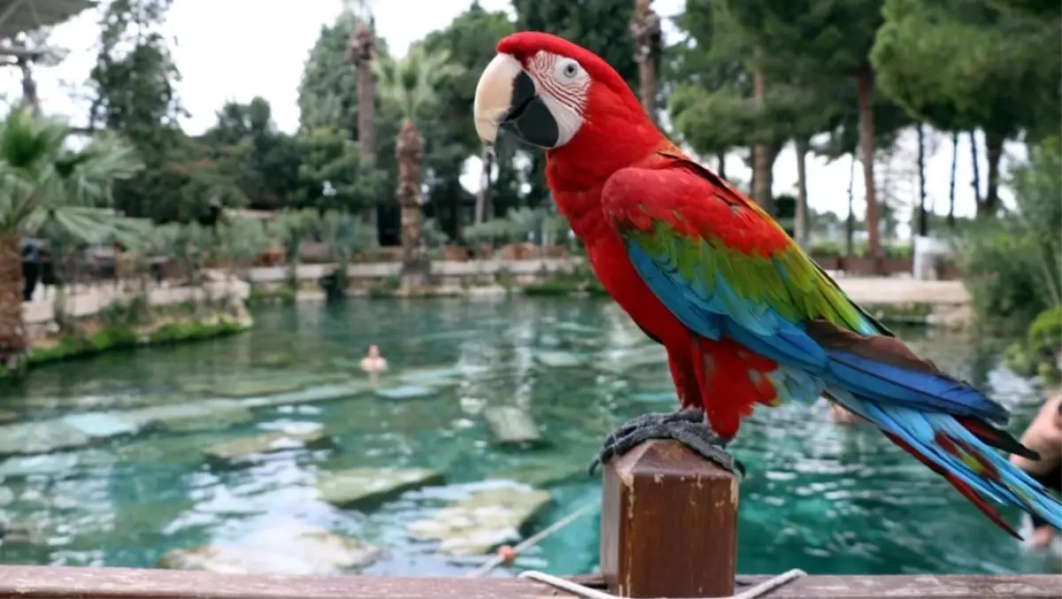 Papağanlar karpuz yer mi?