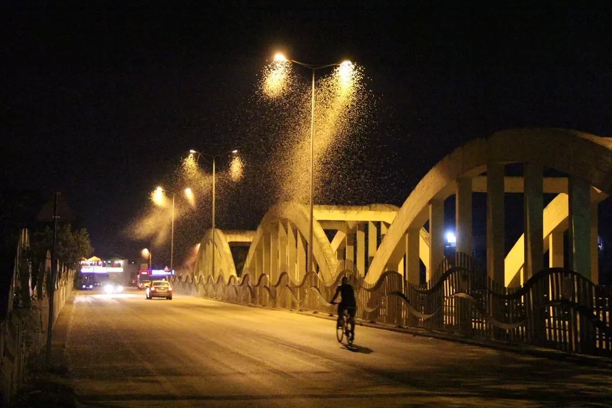 Sakarya Nehri\'nden çıkan sineklerin ölüm uçuşu