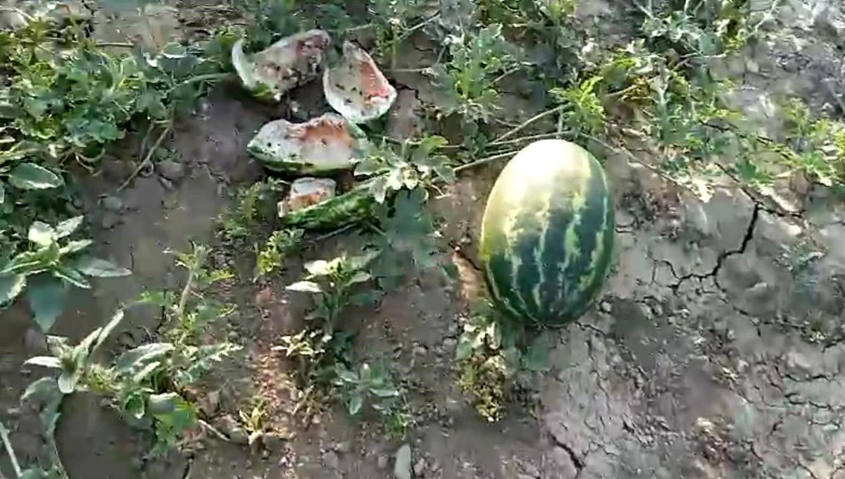 Ayılar Kastamonu\'da Karpuz ve Kavunları Yedi