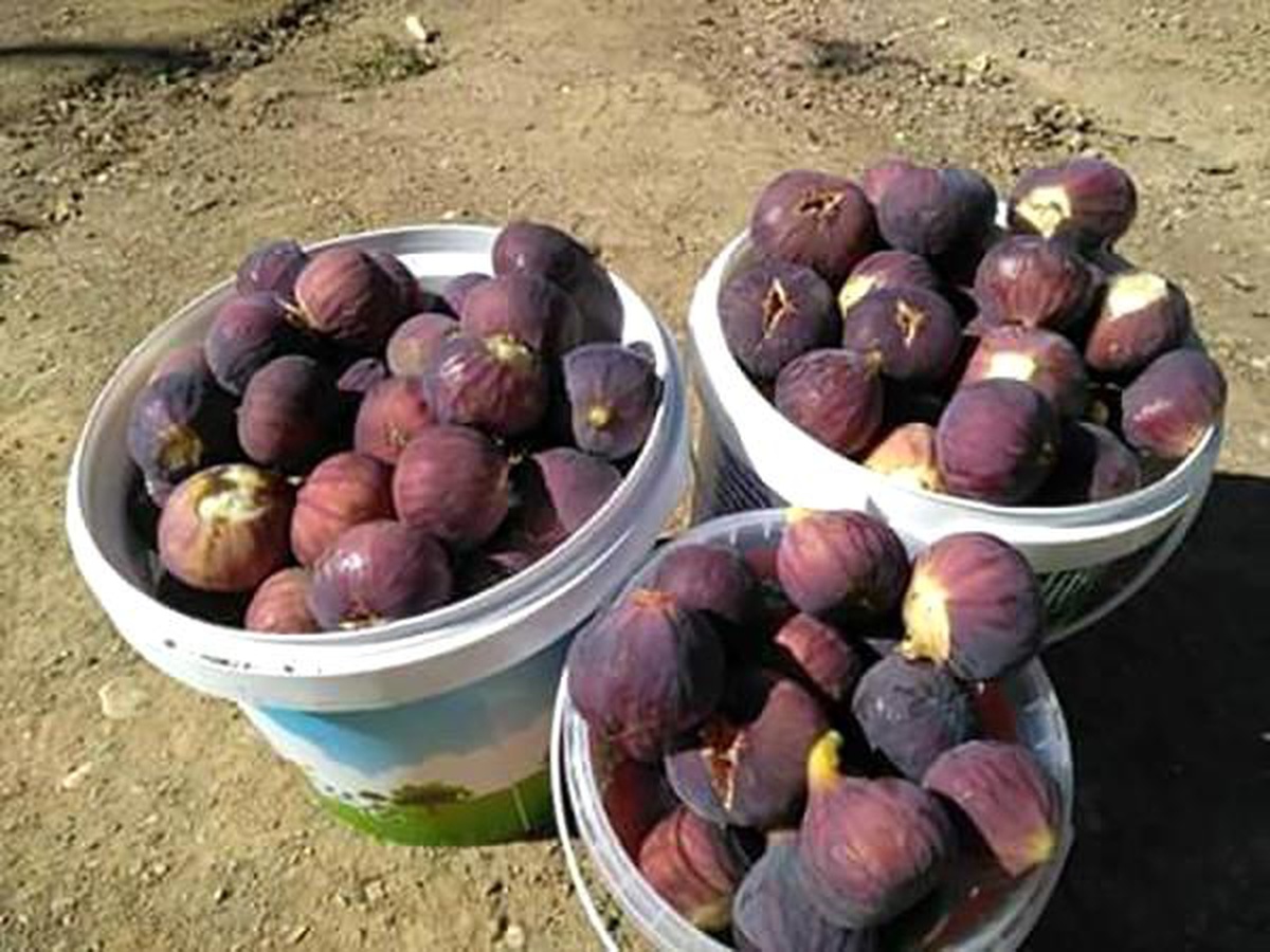 Siirt\'te Beyaz ve Siyah Taze İncir Pazarlarda Yerini Aldı