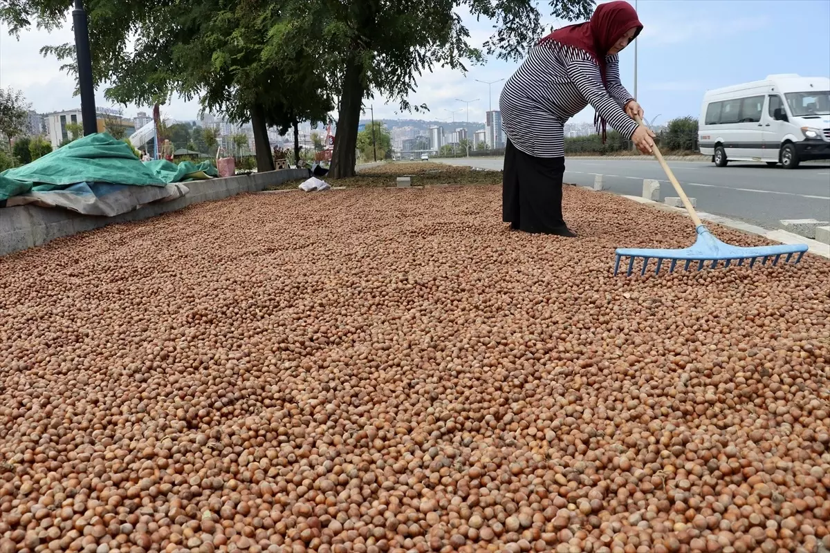 Trabzon\'da Fındık Üreticileri Ürünlerini Kurutmak İçin Kaldırımları Kullanıyor