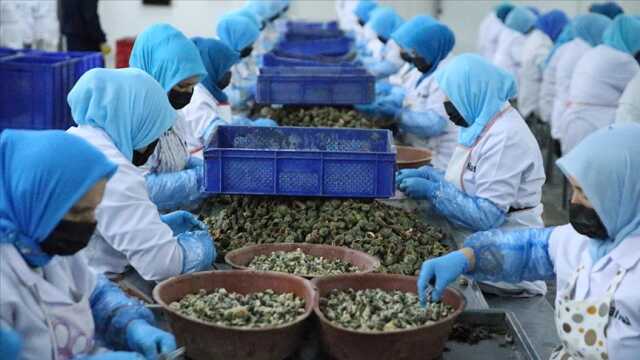 Türkiye, deniz salyongozu ihracatından 7 ayda yaklaşık 10 milyon dolar kazandı Türkiye, deniz salyongozu ihracatından 7 ayda yaklaşık 10 milyon dolar kazandı