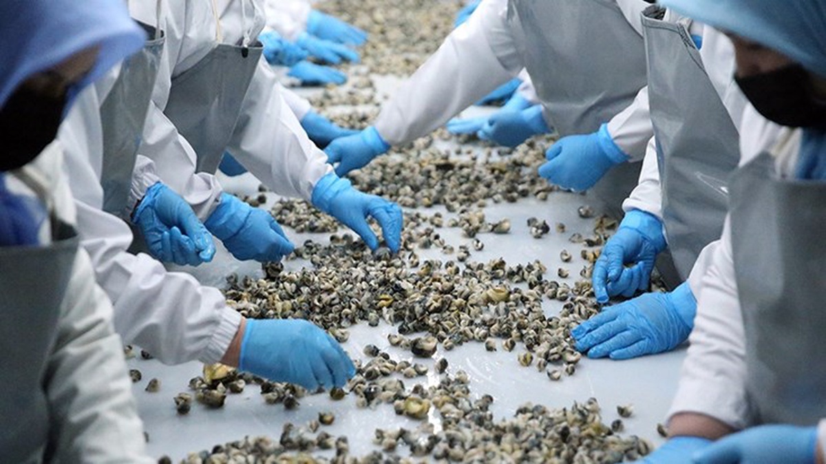 Türkiye\'den deniz salyangozu ihracatı yüzde 100 arttı
