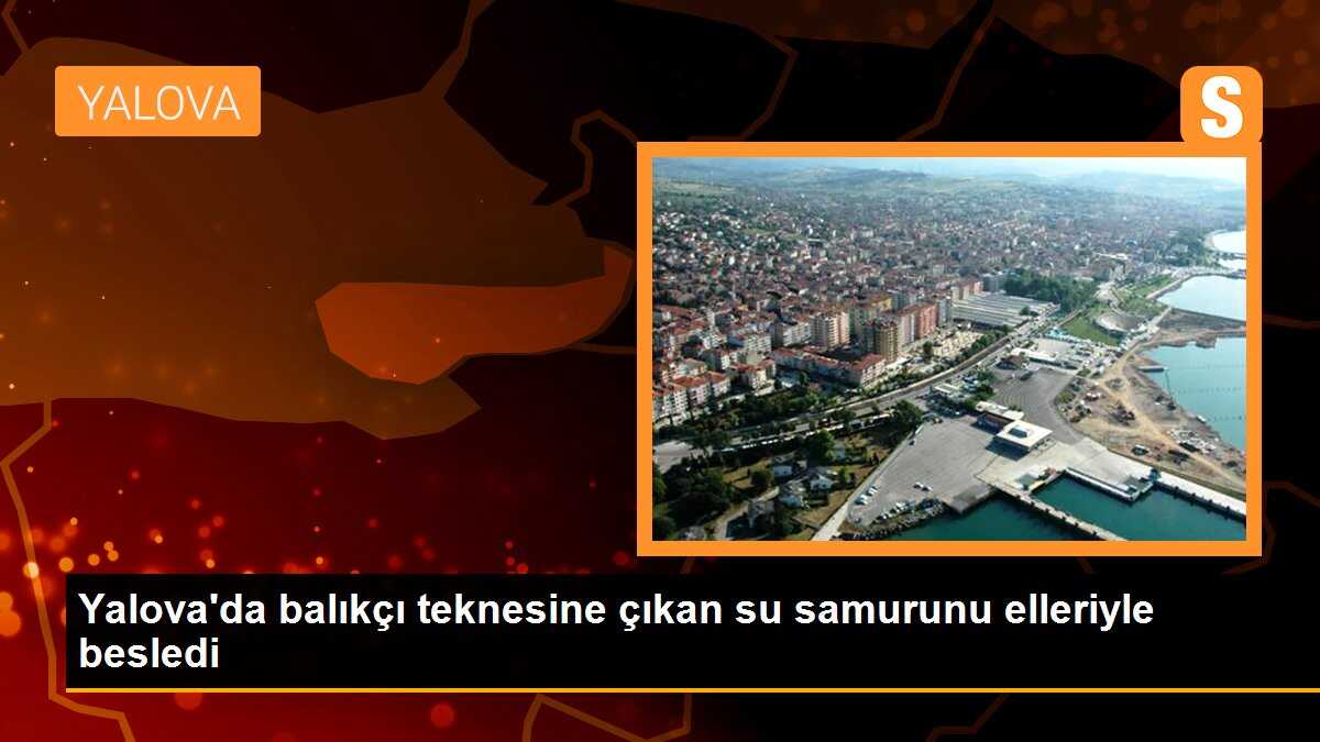Yalova\'da balıkçı teknesine çıkan su samurunu elleriyle besledi