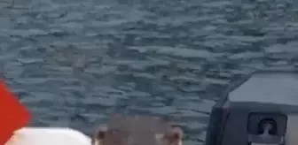 Yalova'da Teknesine Çıkan Su Samurunu Besleyen Adam