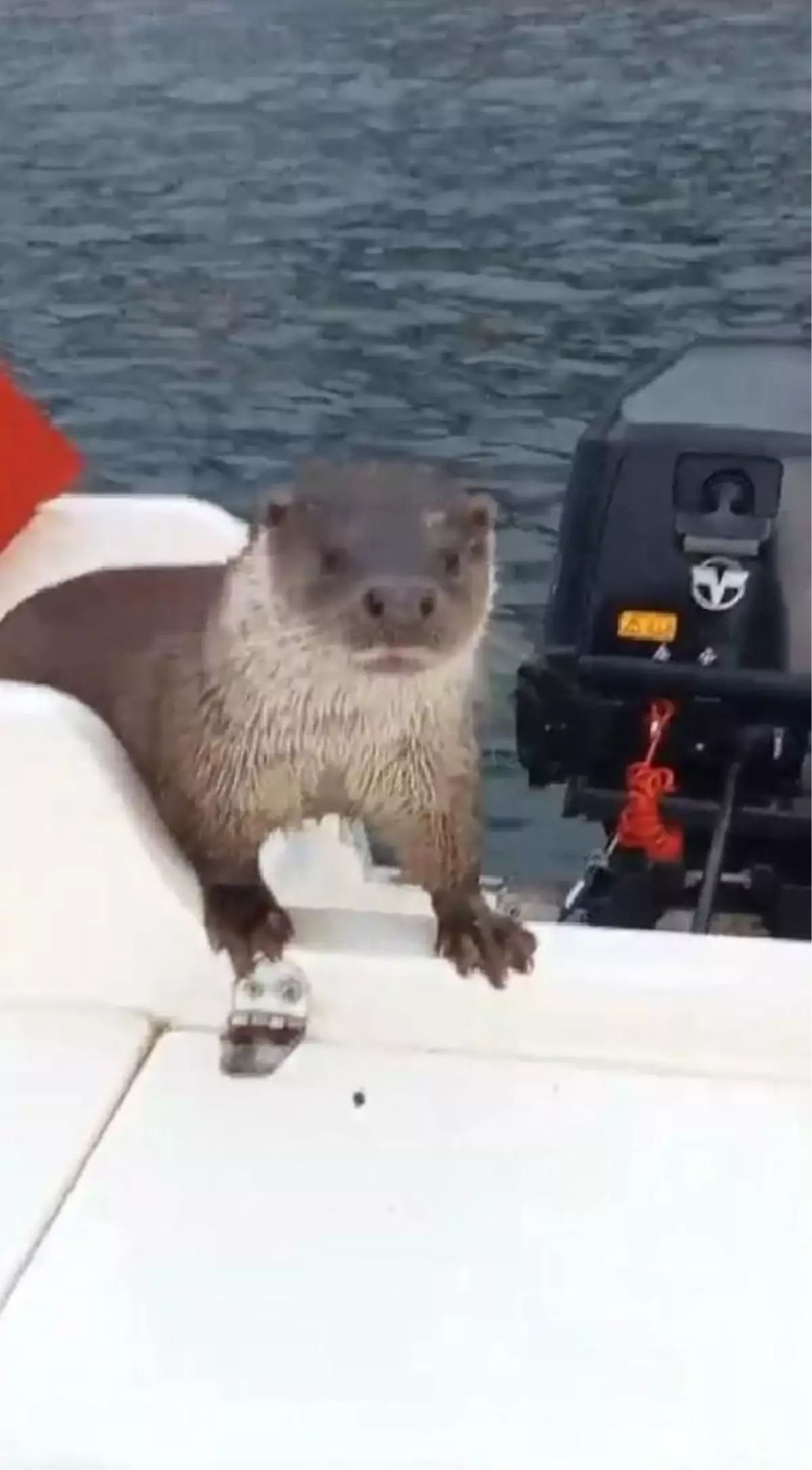 Yalova'da Teknesine Çıkan Su Samurunu Besleyen Adam