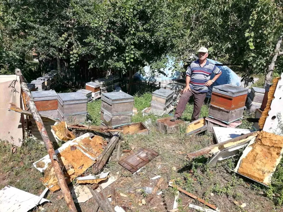 Ayı, İnebolu\'da Arıları Telef Etti