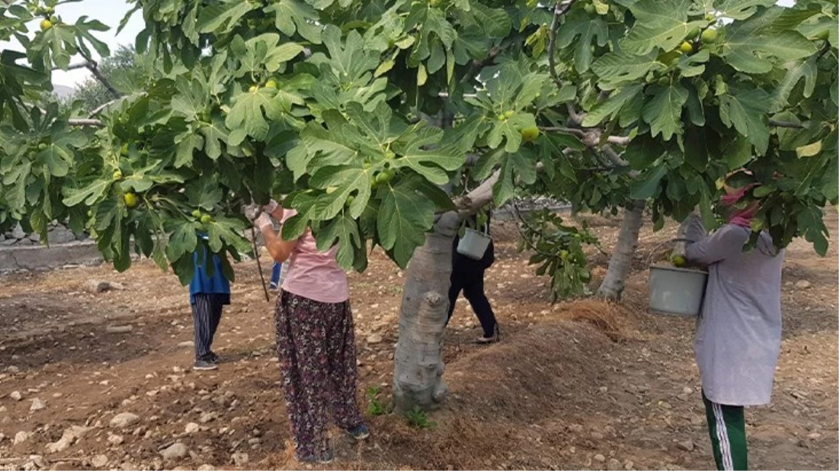 Aydın\'da taze incir hasadı başladı! Tarlada 22, pazarda 70 TL\'den satılıyor