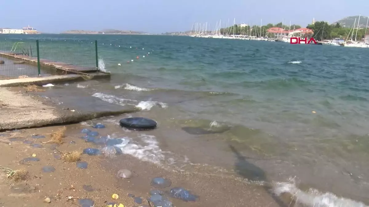 Foça Sahillerinde Denizanası Yoğunluğu