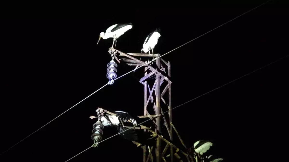 Kütahya\'da Onlarca Leylek Telef Oldu