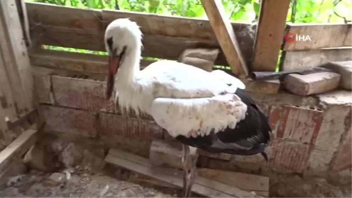 Hisarcık'ta yaralı leylek tedavi altına alındı