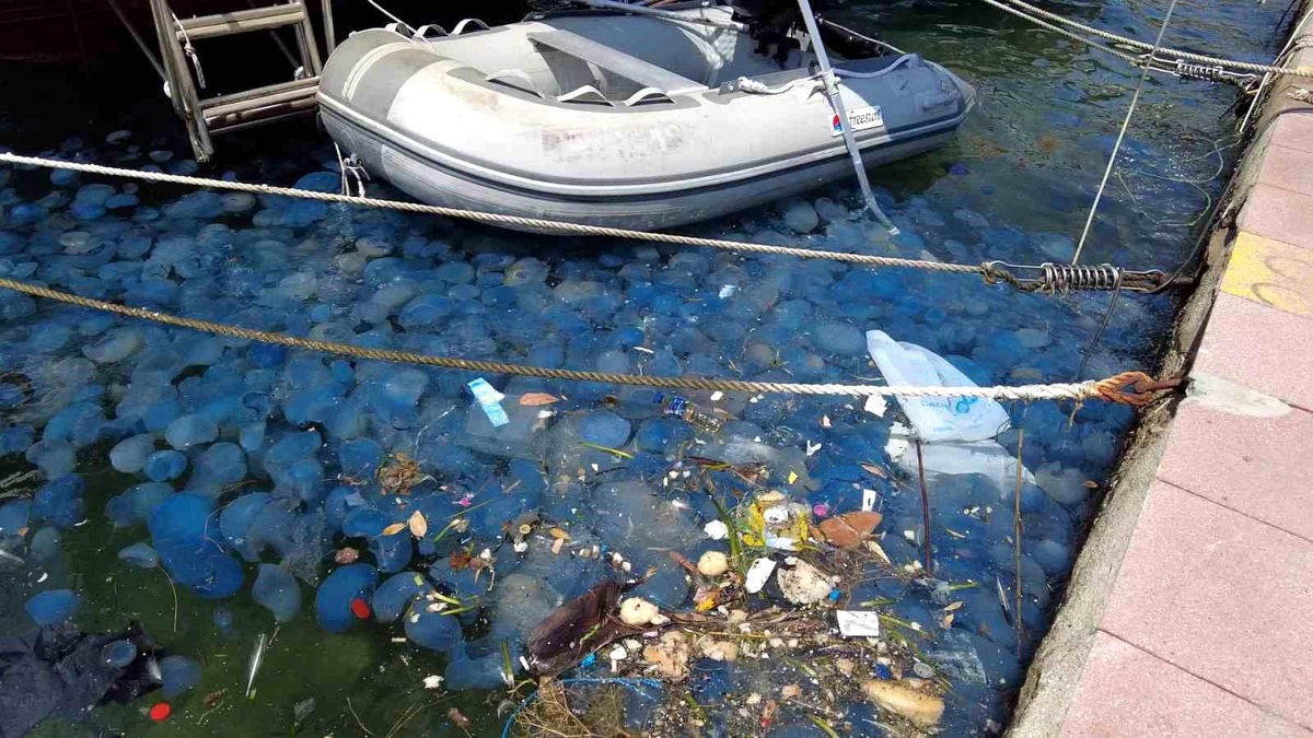 Foça\'da Denizanaları Tedirginliği