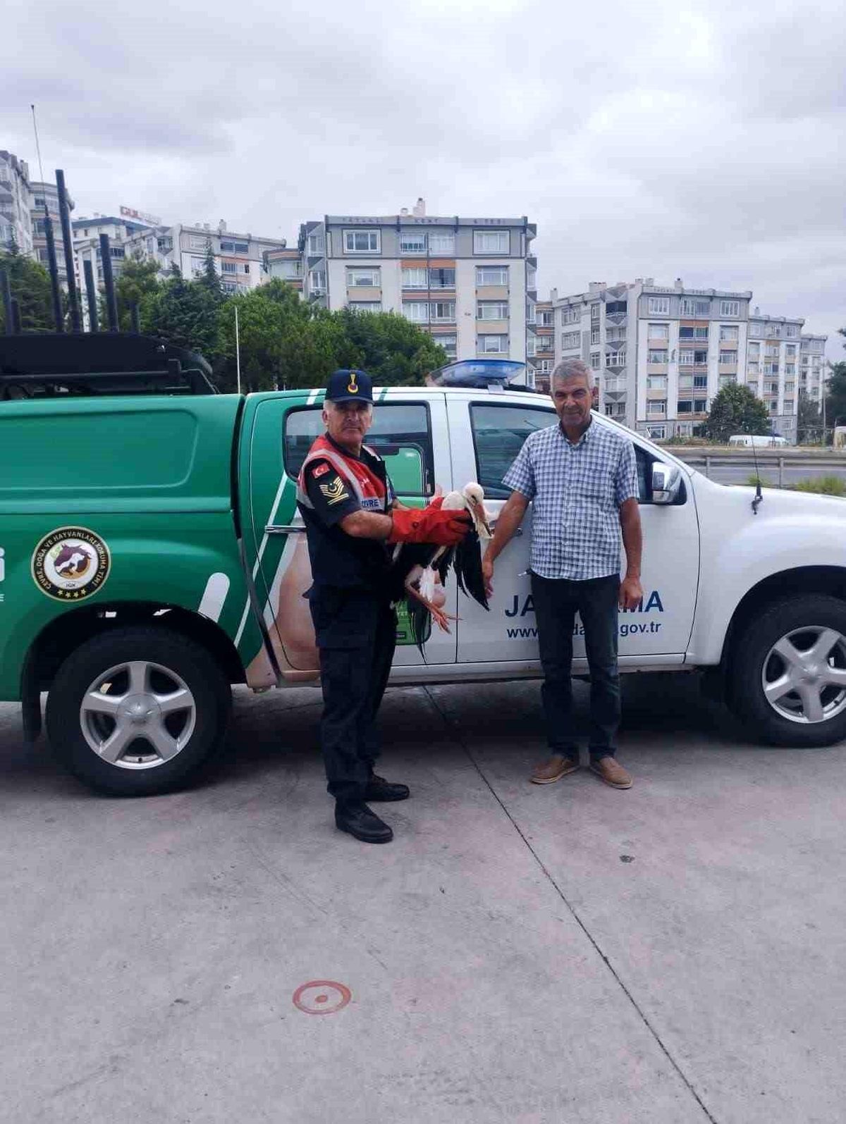 Tekirdağ\'da Yaralı Leylek Jandarma Tarafından Koruma Altına Alındı