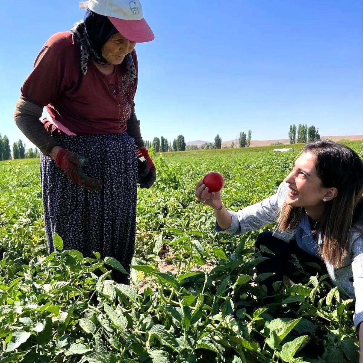 Eskişehir Beylikova Kaymakamı Tarım İşçilerini Ziyaret Edip Domates Topladı