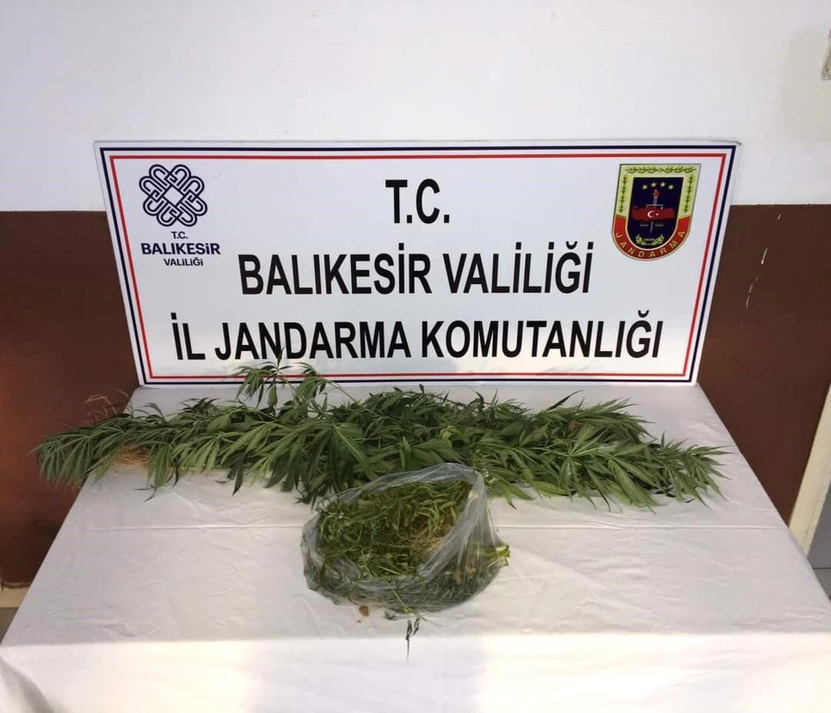 Erdek\'te Kirazlı Manastırı\'nda Yasa Dışı Kenevir Ekimi