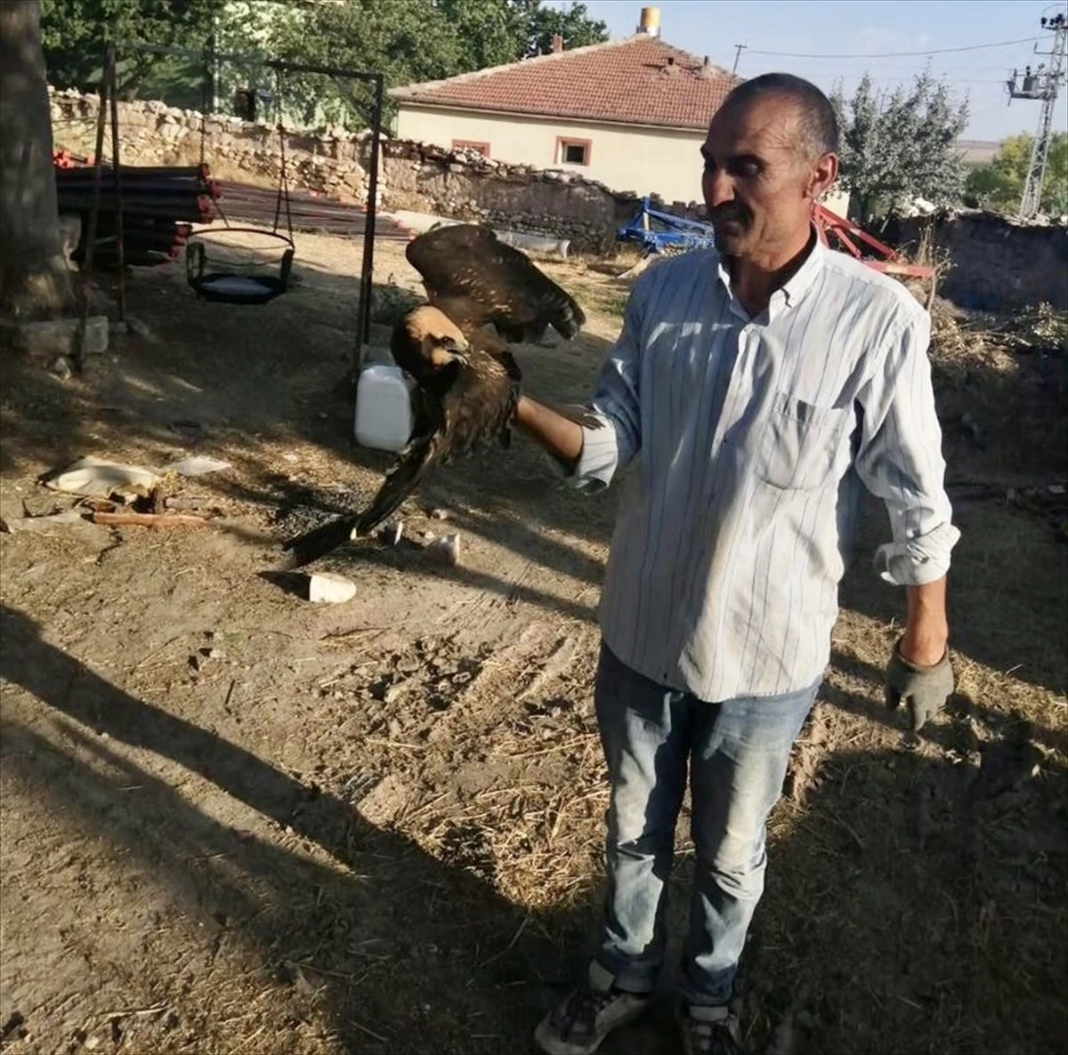 Kırşehir\'de Yaralı Saz Delicesi Kuşu Tedavi Altına Alındı