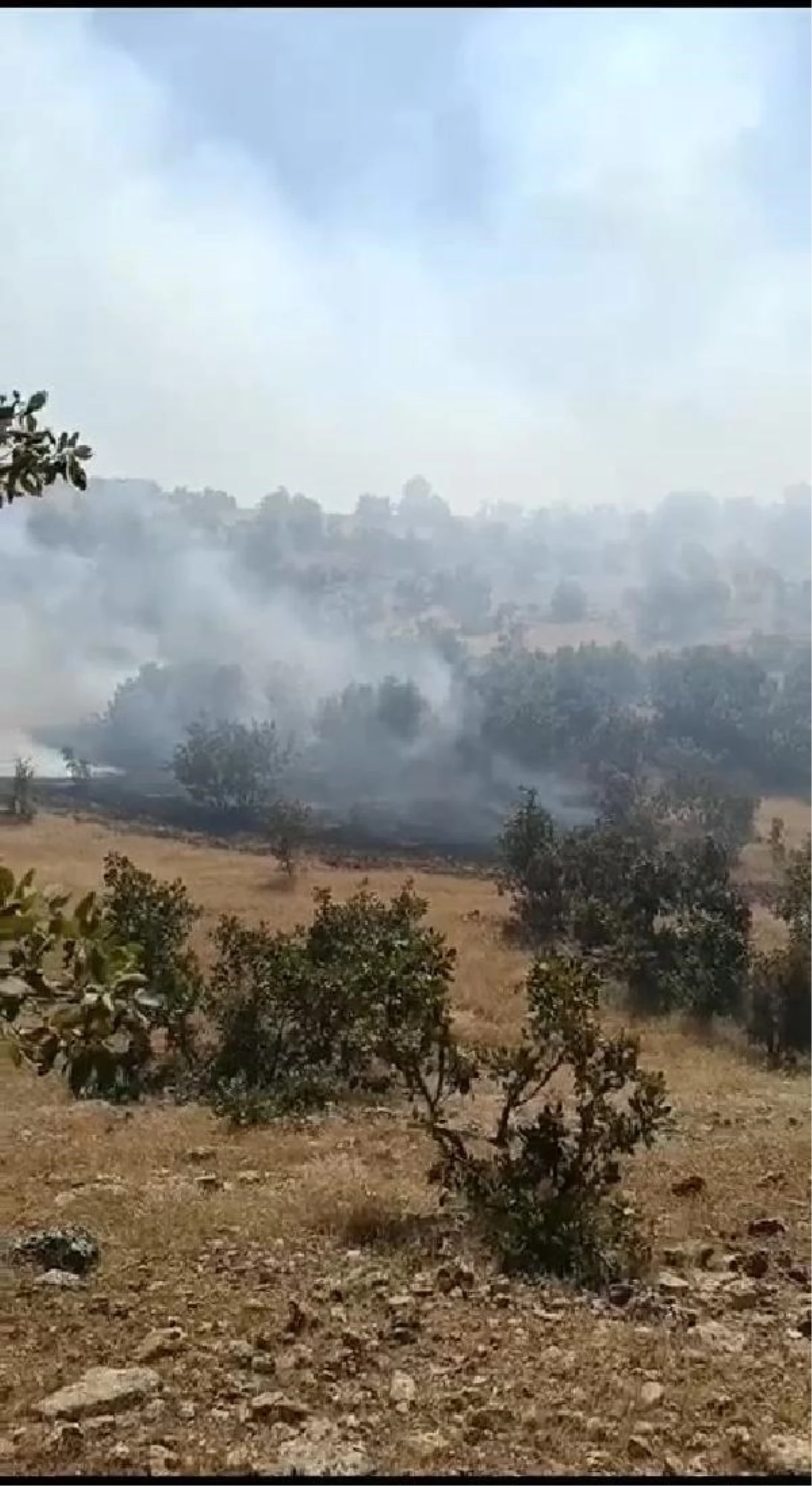 Mardin Savur\'da Orman Yangını Kontrol Altına Alındı