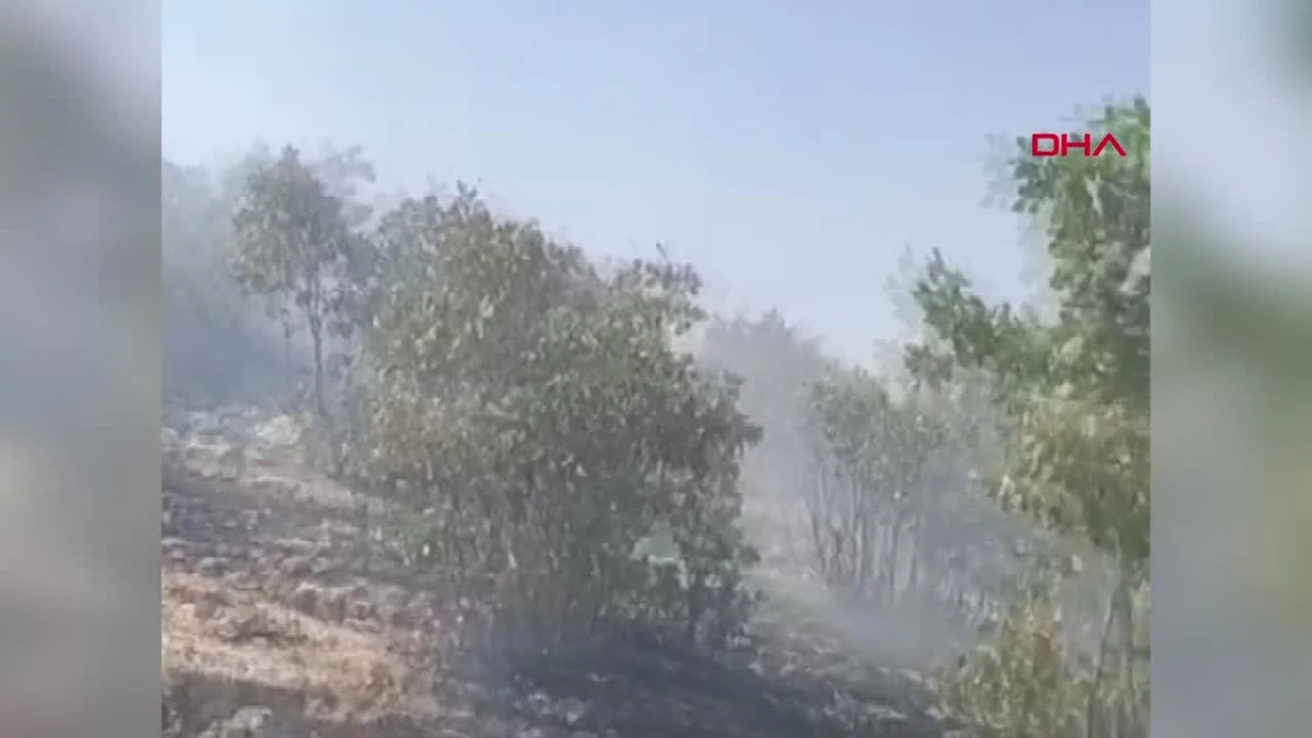 Mardin Savur\'da çıkan orman yangını kontrol altına alındı