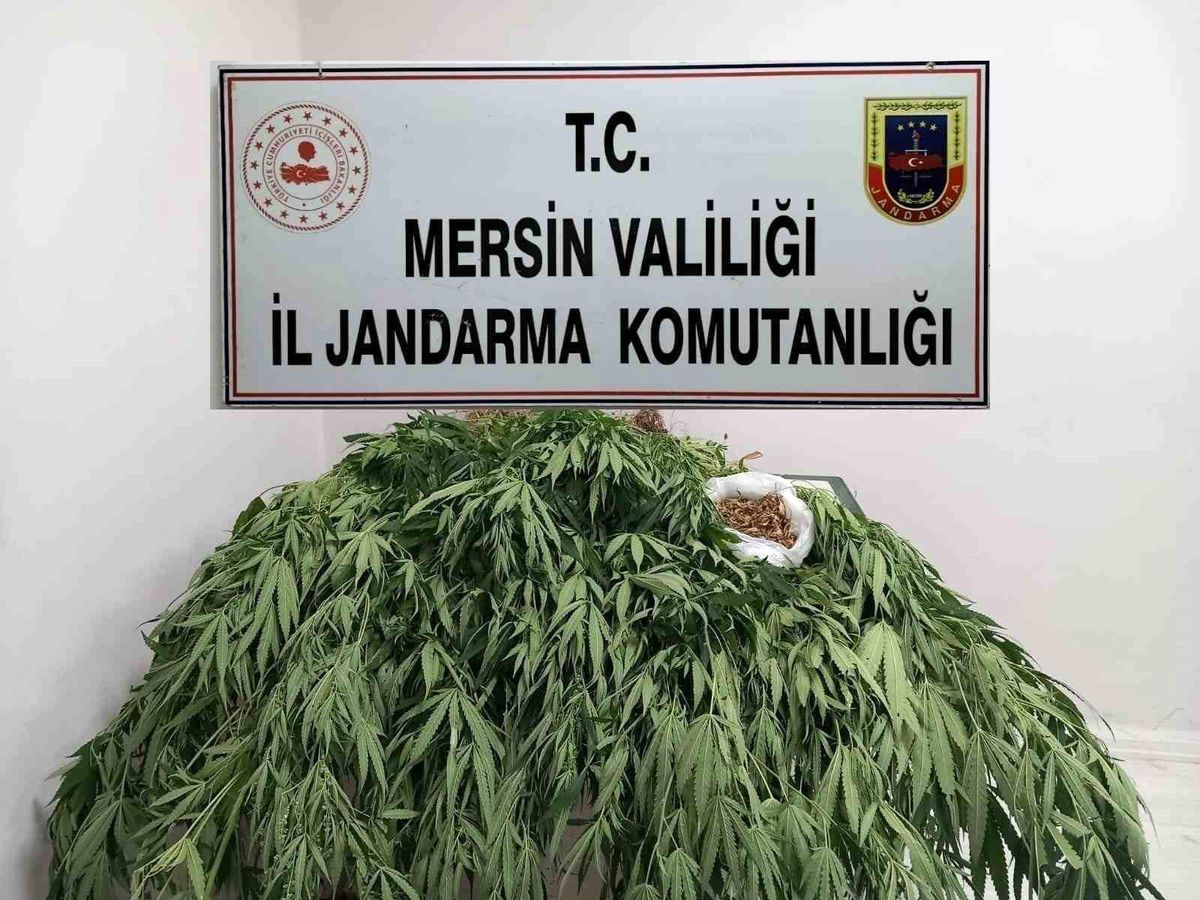 Mersin\'de 341 Kök Kenevir Bitkisi Ele Geçirildi