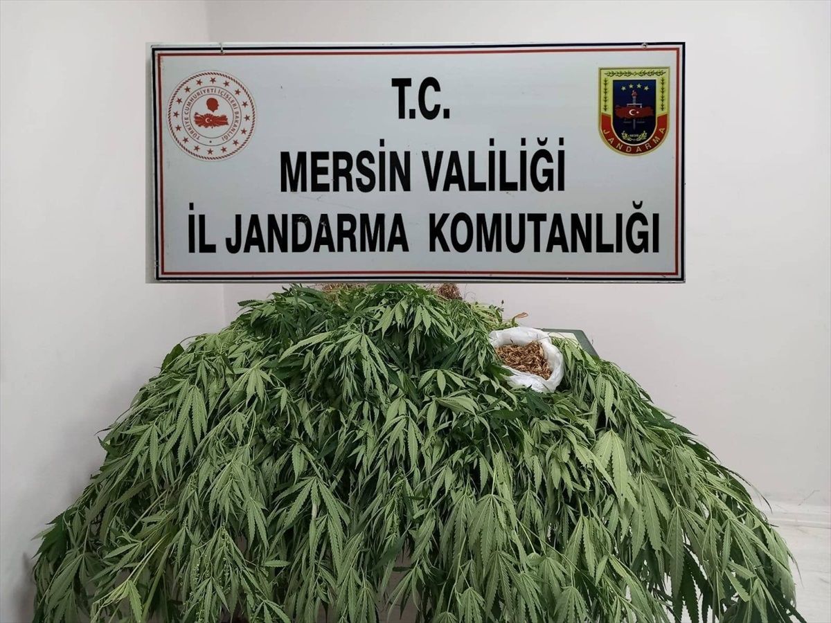 Mersin\'de Uyuşturucu Yetiştiricisi Yakalandı