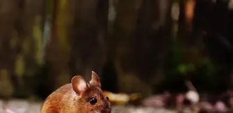 Rüyada fare görmek ne anlama gelir? Rüyada kırmızı, beyaz, siyah fare görmek ne demektir? Rüyada küçük ve büyük fare görmek!