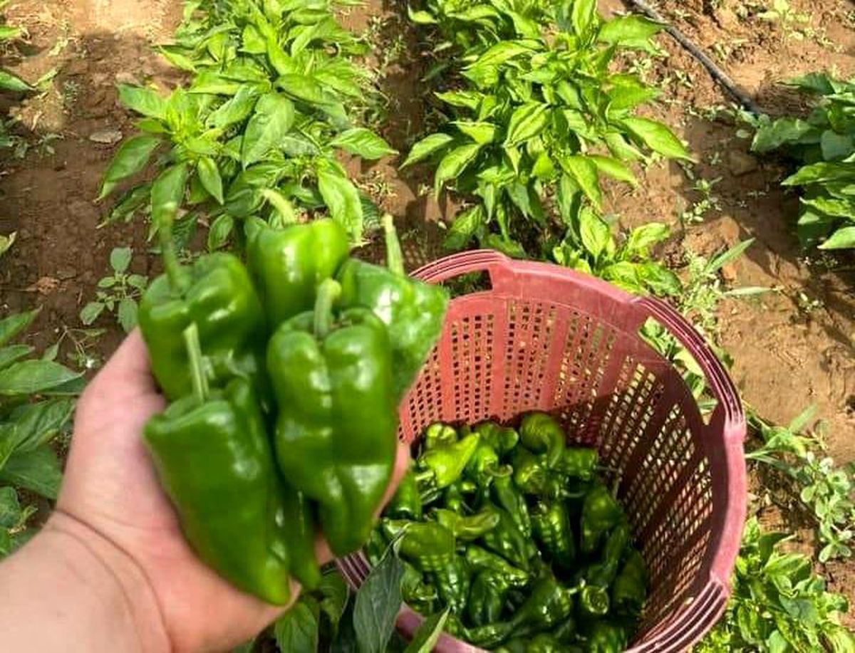 Emcelli biberi, Sarıgöl\'de ilgi görmeye devam ediyor