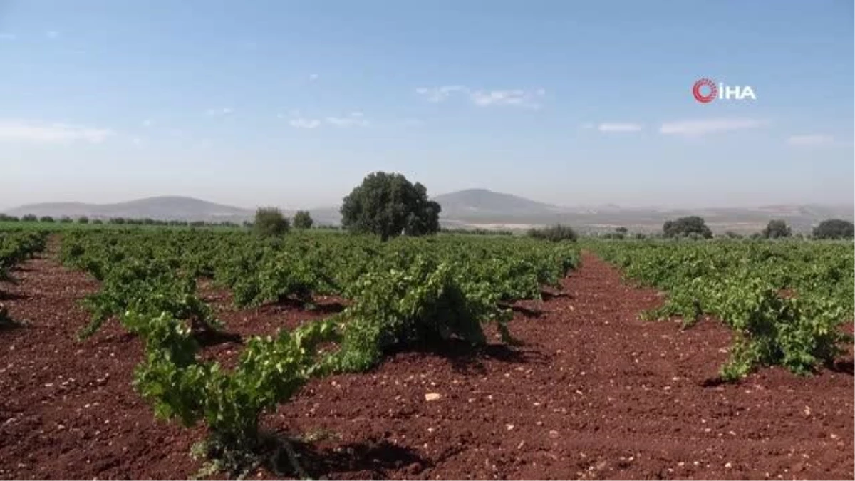Sınırın sıfır noktasında üzüm hasadı başladı \'Horoz Karası\' üzümünde düşük rekolte
