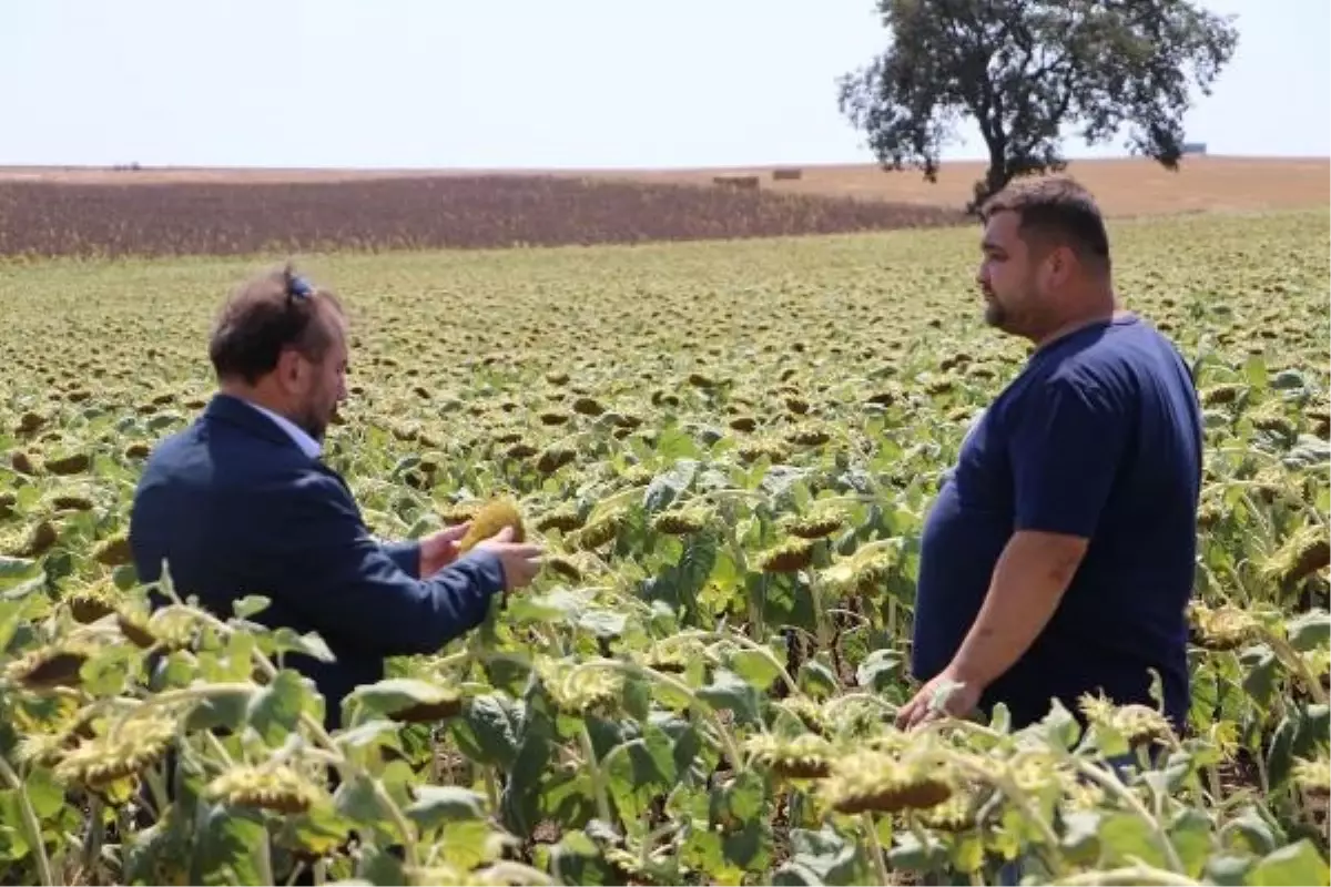 Yerli ve Milli Ayçiçeği Tohumu Kuraklıktan Etkilenmiyor